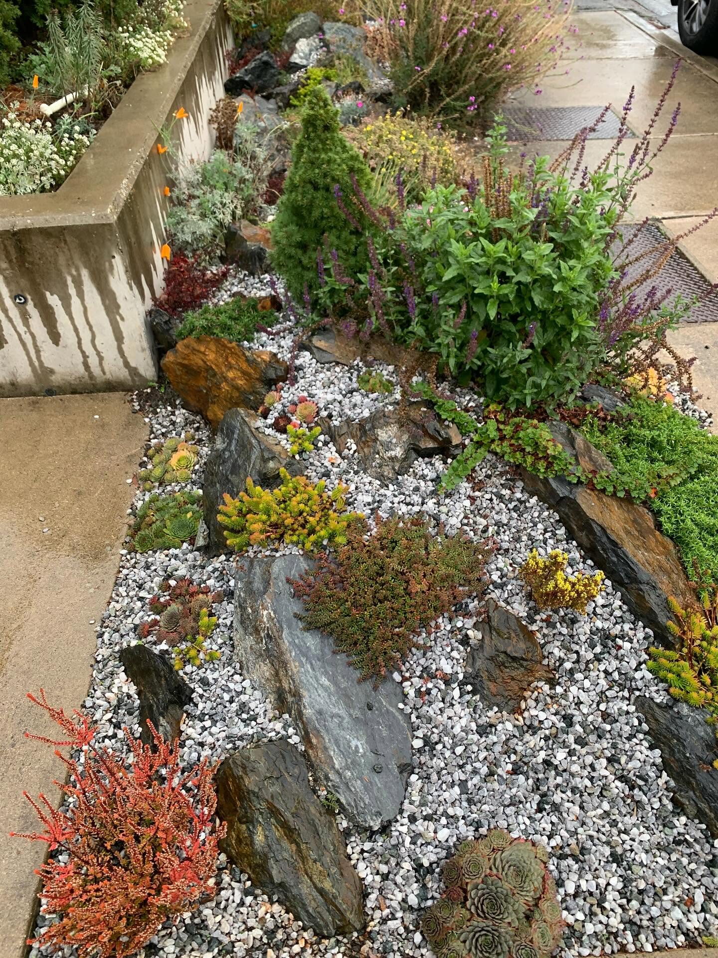 Rock garden with succulents and natural stone