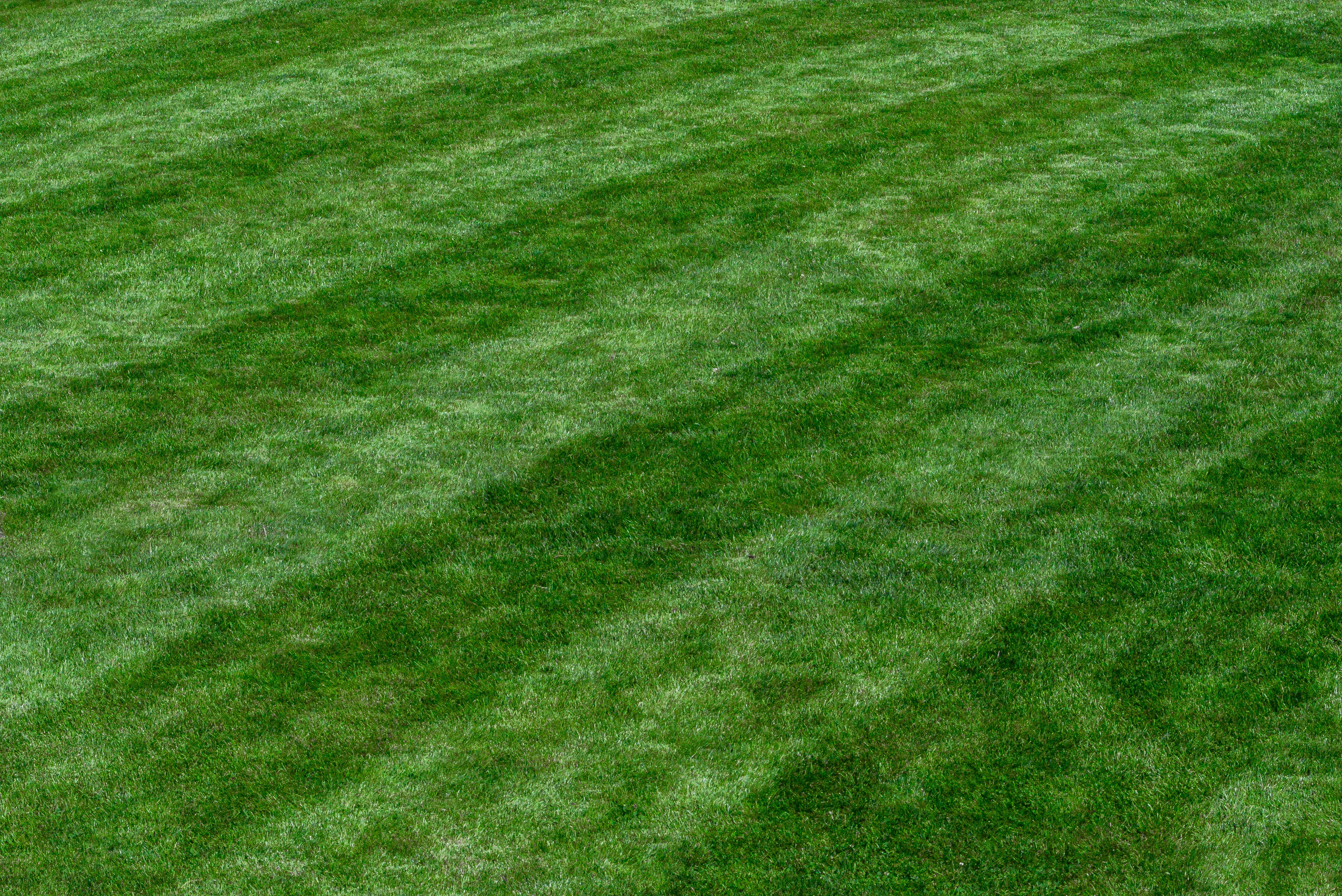 Freshly mowed lawn with trimmed edges