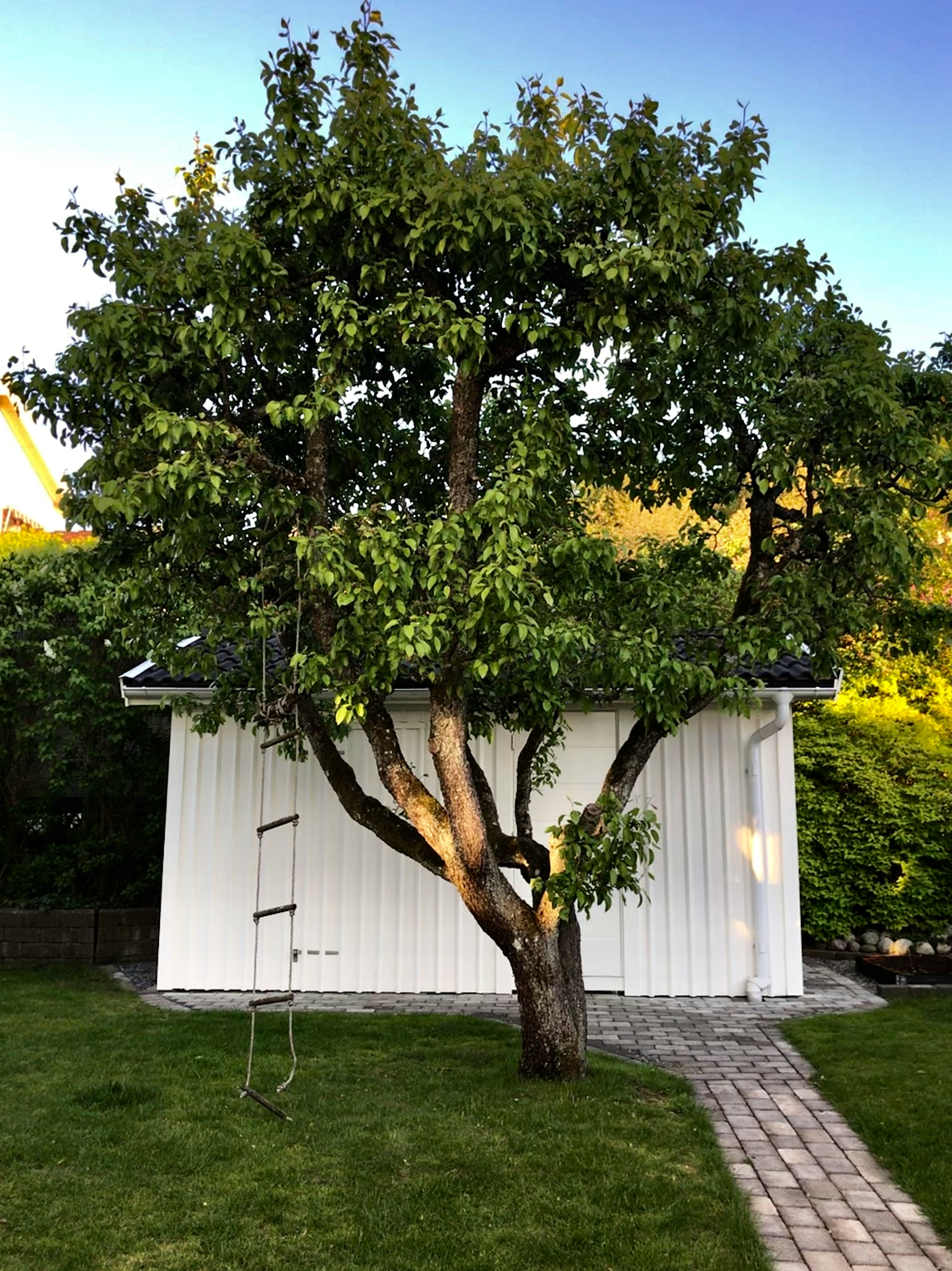 Professionally pruned tree