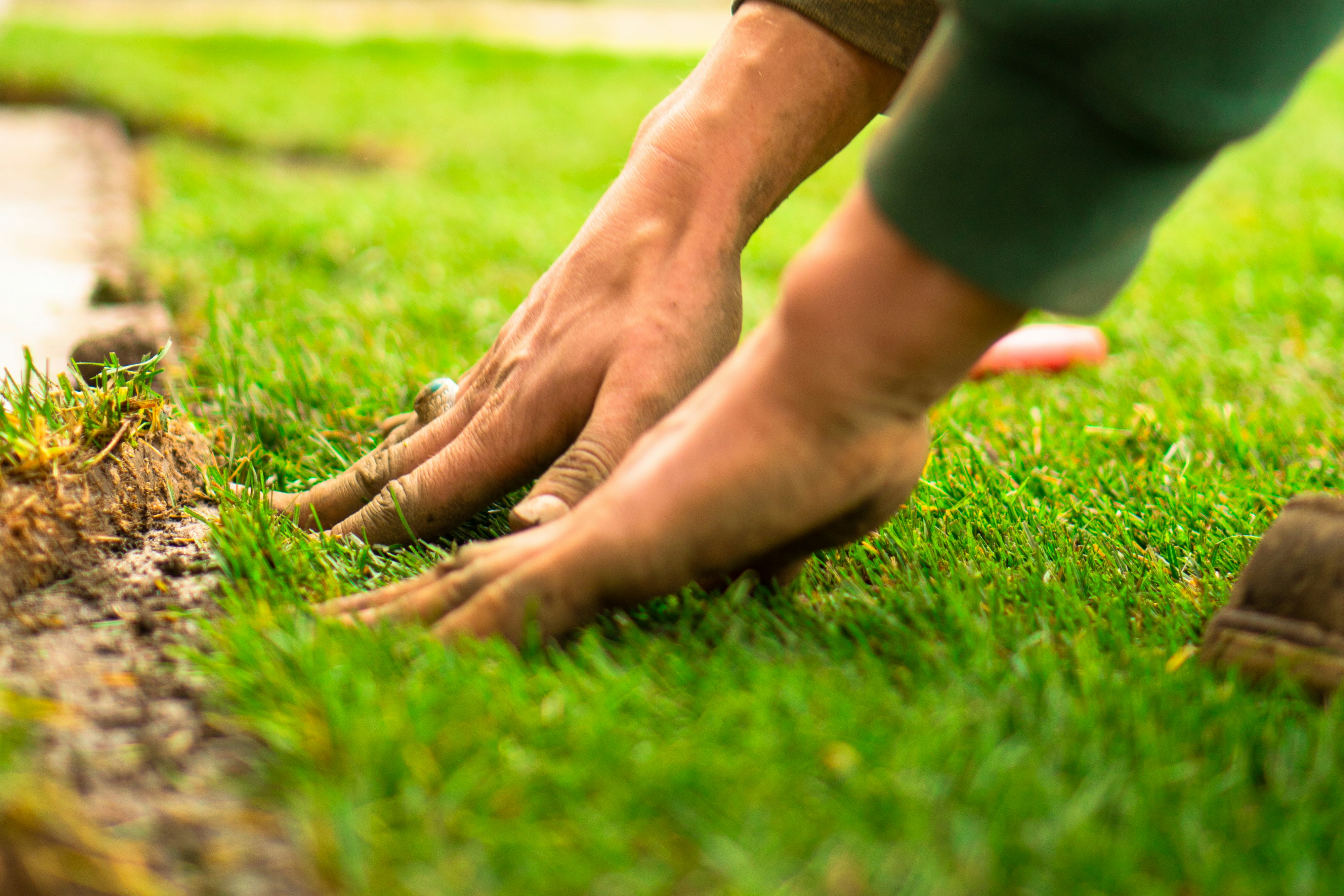 Fresh turf installation by Bold Growth Gardens